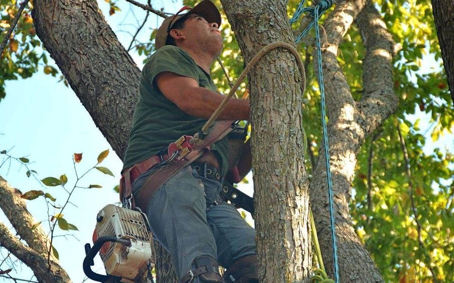 Arborist safely climbing and removing a large tree