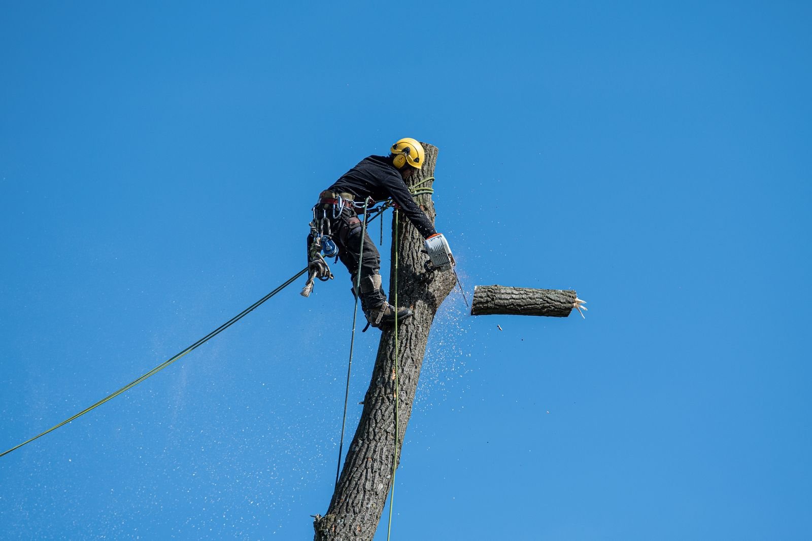Arborist using a chainsaw during a tree removal job in a Syracuse NY yard