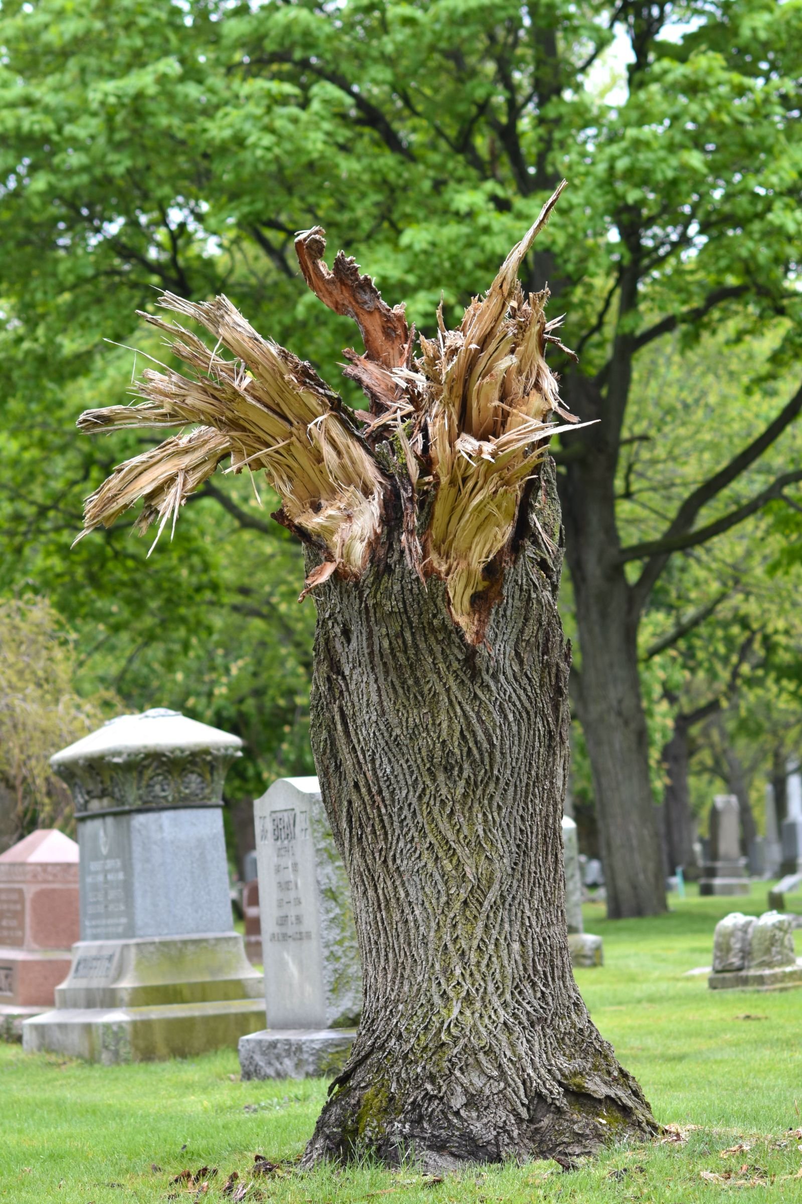 Dying tree with thinning canopy showing warning signs in a Liverpool NY backyard