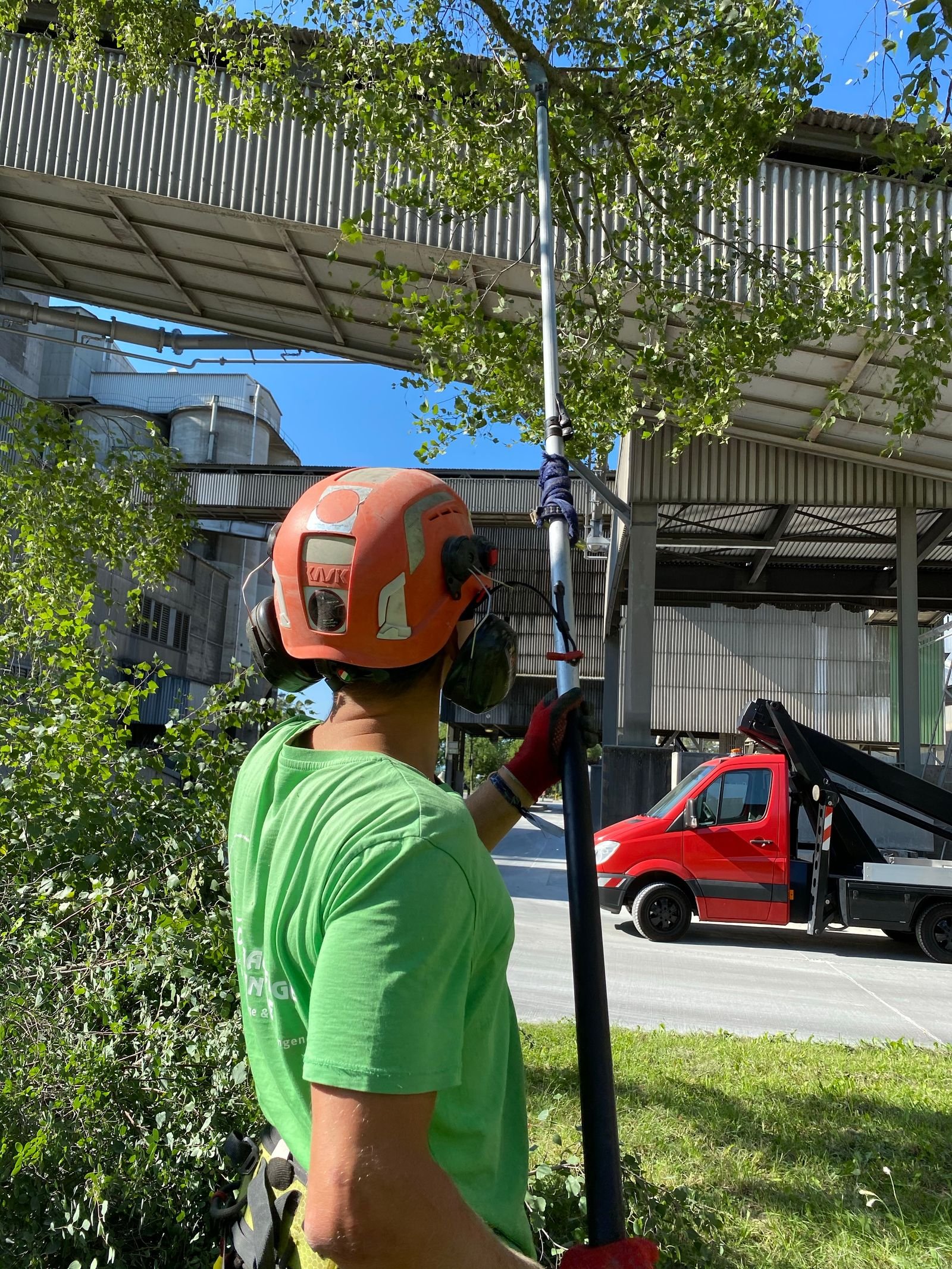 Arborist trimming tree branches with pruning shears in a Cicero NY yard