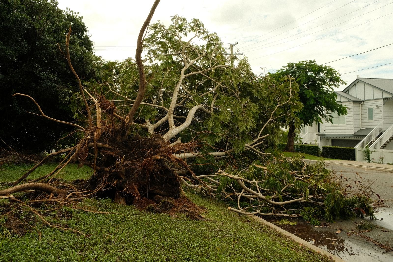 Large fallen tree across a yard after a storm in Syracuse NY needing removal