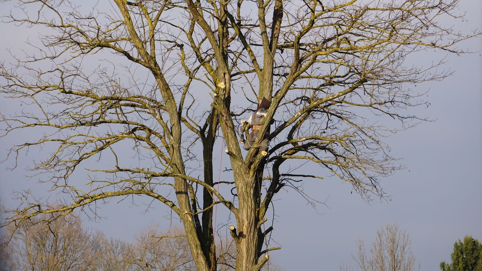 Crew trimming bare tree branches before winter in a Manlius NY yard