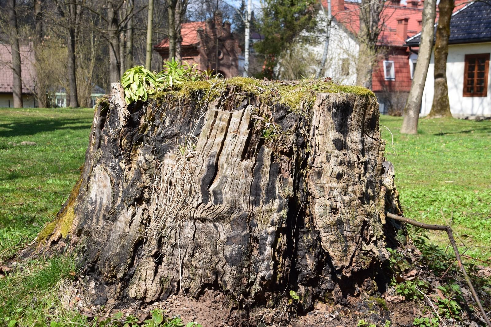 Stump grinder machine grinding a tree stump down in a Baldwinsville NY yard