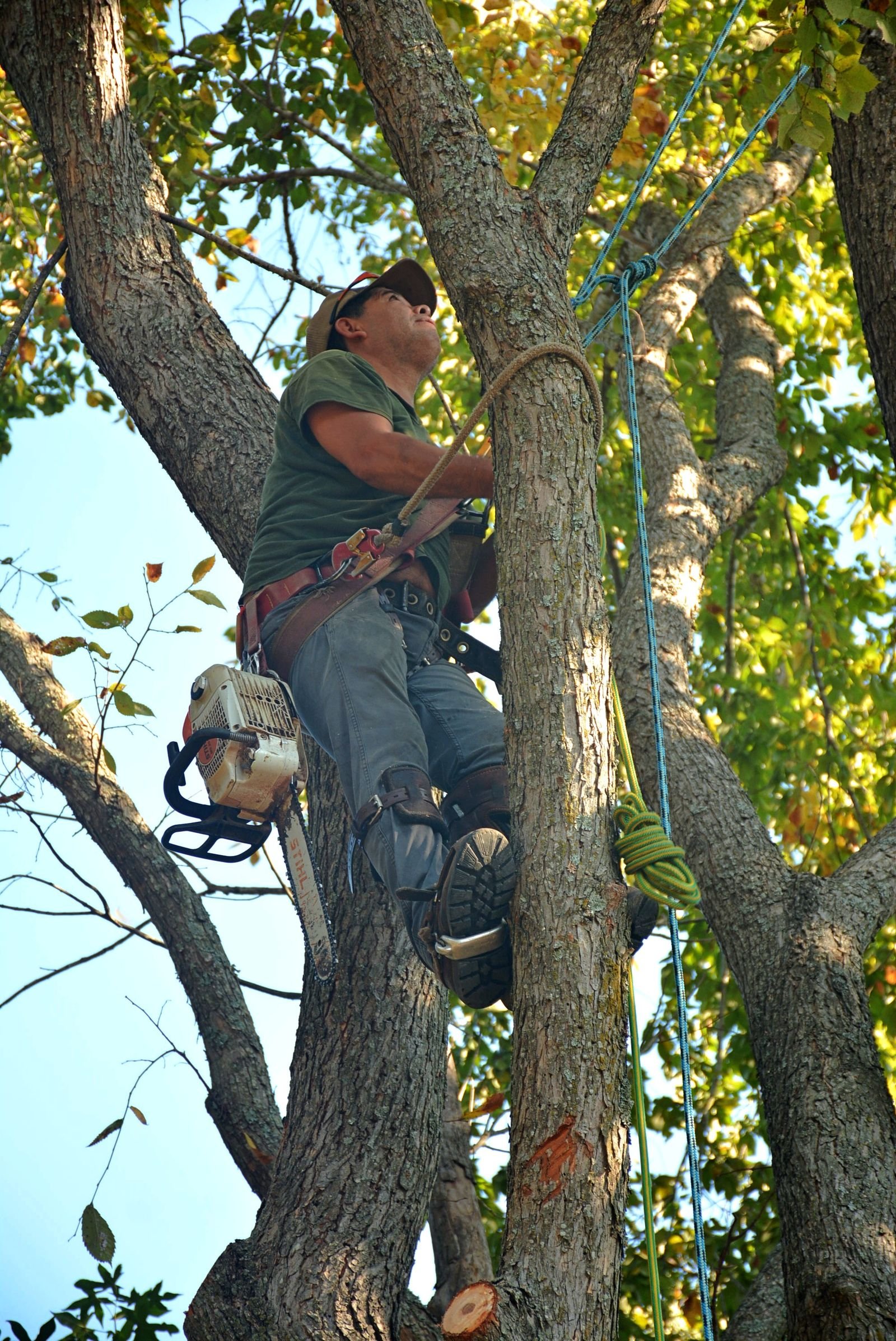Arborist removing a large dead tree from a Syracuse NY yard